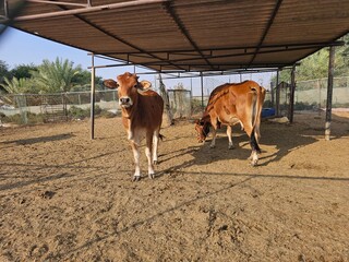 frontal portrait of a brown colour cows with face made in sun light image isolated Nice background...