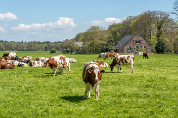 Fototapeta na wymiar Diary cows grazing on green pasture in polder between 's-Graveland and Hilversum, Netherlands