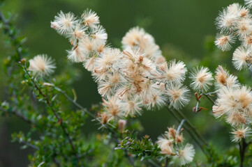 Wild flowers in semi desertic environment, Calden forest, La Pampa Argentina