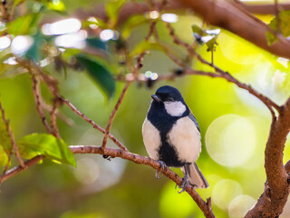 木の枝にとまるシジュウカラ