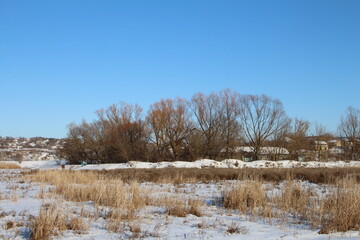 A snowy field with trees and a blue sky