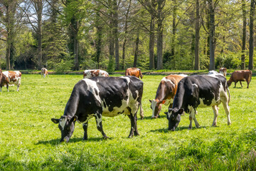 Diary cows grazing on green pasture in polder between 's-Graveland and Hilversum, Netherlands © TasfotoNL