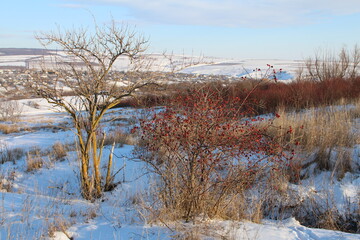 A snowy field with trees