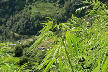 Cannabis Canopy: Overlooking the Valley's Embrace