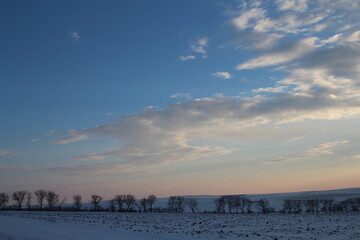 A snowy field with trees