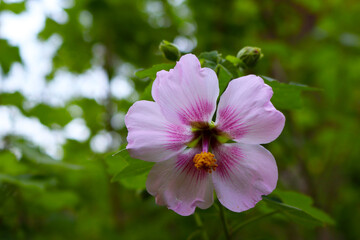 Canary tree mallow (Malva canariensis) endemic to the Canary Islands (Barranco del infierno, Tenerife, Spain) - 710687399