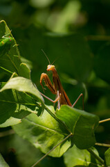 Countryside life perfect wallpaper