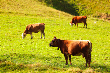 Cows in green grass landscape on the mountain hills. Cow animals photography.