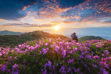 Morning and spring view of pink azalea flowers at Hwangmaesan Mountain with the background of sunlight and foggy mountain range near Hapcheon-gun, South Korea