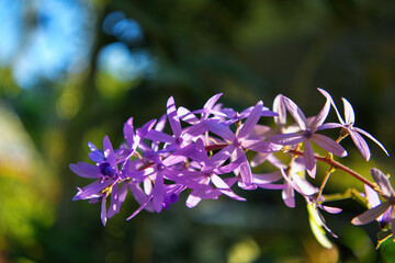 Sandpaper Vine violet flower