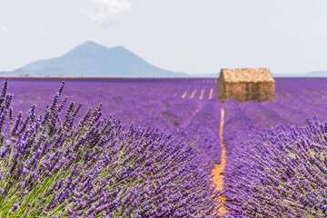 Scenic view of purple lavender field in Provence south of France with stone hut in the background
