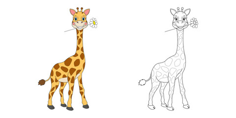 Giraffe illustration line and color. Cartoon vector illustration for coloring book or page.