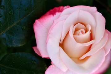 pink rose
