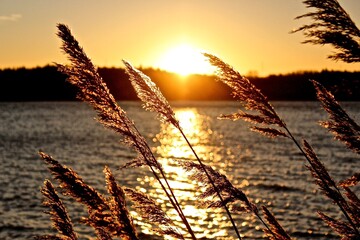 sunset through reeds