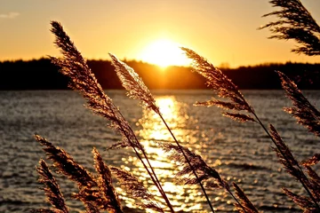 Foto op Canvas sunset through reeds © Maria