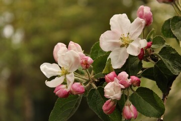 pink and white flowers