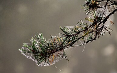 Webs on a branch