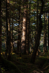 Fototapeta premium 木漏れ日が差し込む苔の森