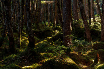 木漏れ日が差し込む苔の森