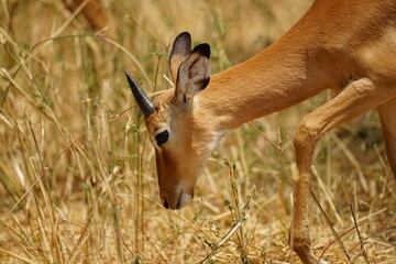 african wildlife, impala antelope, grassland
