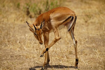african wildlife, impala antelope, grassland