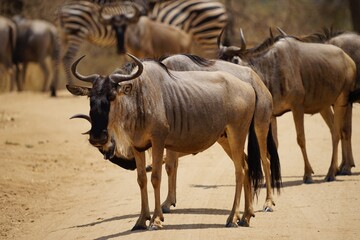 african wildlife, gnus, zebras, great migration