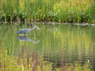 Grey Heron  Fishing in a Lake