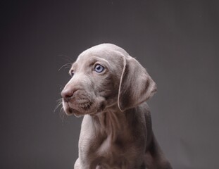 Weimaraner Puppy