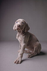 Weimaraner Puppy