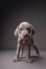 Weimaraner Puppy