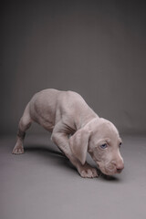Weimaraner Puppy