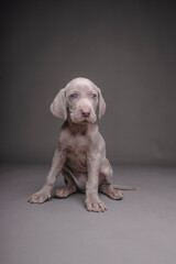 Weimaraner Puppy
