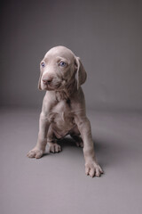 Weimaraner Puppy