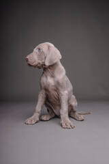Weimaraner Puppy