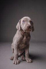 Weimaraner Puppy
