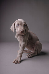 Weimaraner Puppy