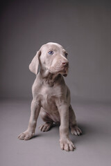 Weimaraner Puppy