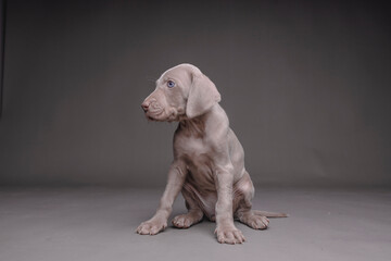 Weimaraner Puppy