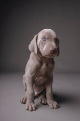 Weimaraner puppy