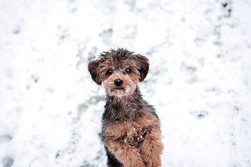 Small black and brown puppy cavapoo in winter in snow
