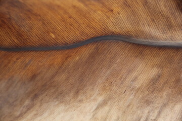 Dry leaves, nature, create beauty