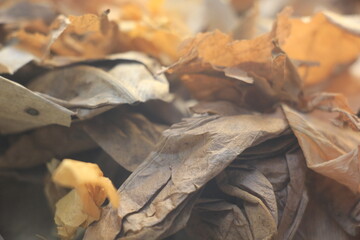 Dry leaves, nature, create beauty
