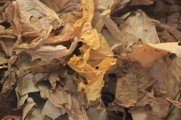 Dry leaves, nature, create beauty