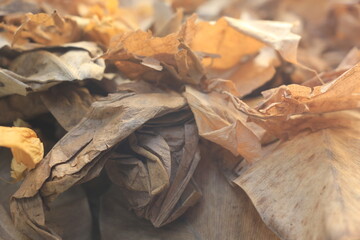 Dry leaves, nature, create beauty