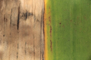 Dry leaves, nature, create beauty