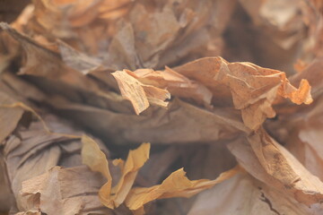 Dry leaves, nature, create beauty