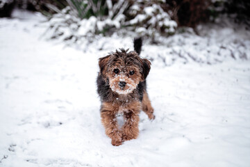 Small black and brown puppy cavapoo in winter in snow