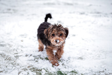 Small black and brown puppy cavapoo in winter in snow