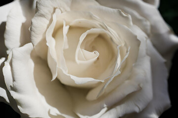 A close-up image of a white rose