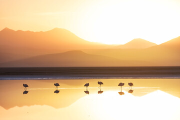 Flamingo on sunrise